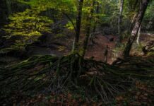 Strict Rules for Visiting the Treasury