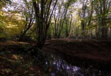 Most Impressive Treasure a Throne of Gold and Jewels