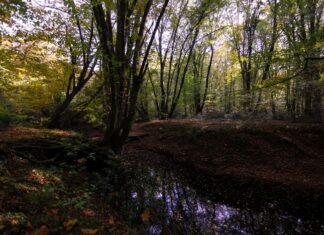 Most Impressive Treasure a Throne of Gold and Jewels